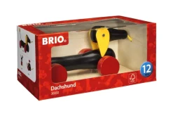 Dachsie hund