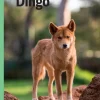 Dingo, Grøn Fagklub