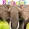Elefanter