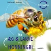 Fra æg og larve til honningbi