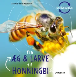 Fra æg og larve til honningbi