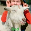 Ged, Grøn Fagklub