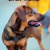 Gravhund, Grøn Fagklub