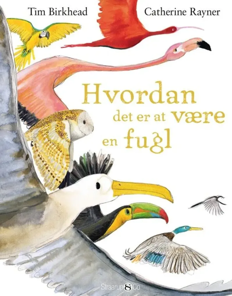 Hvordan det er at være en fugl