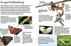 Insekter og edderkopper
