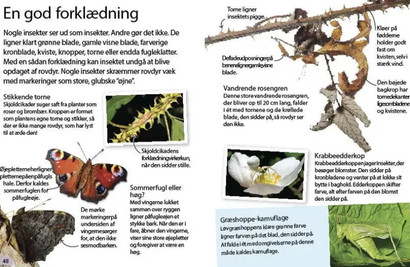 Insekter og edderkopper