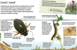 Insekter og edderkopper