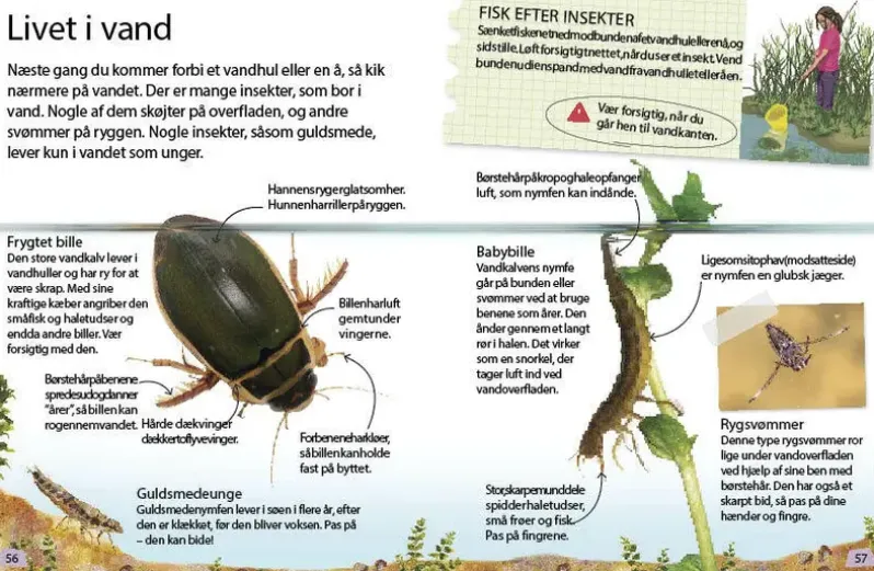 Insekter og edderkopper