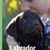 Labrador, Grøn Fagklub