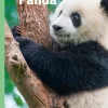 Panda, Grøn Fagklub