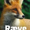Ræve