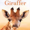 Små fakta: Giraffer