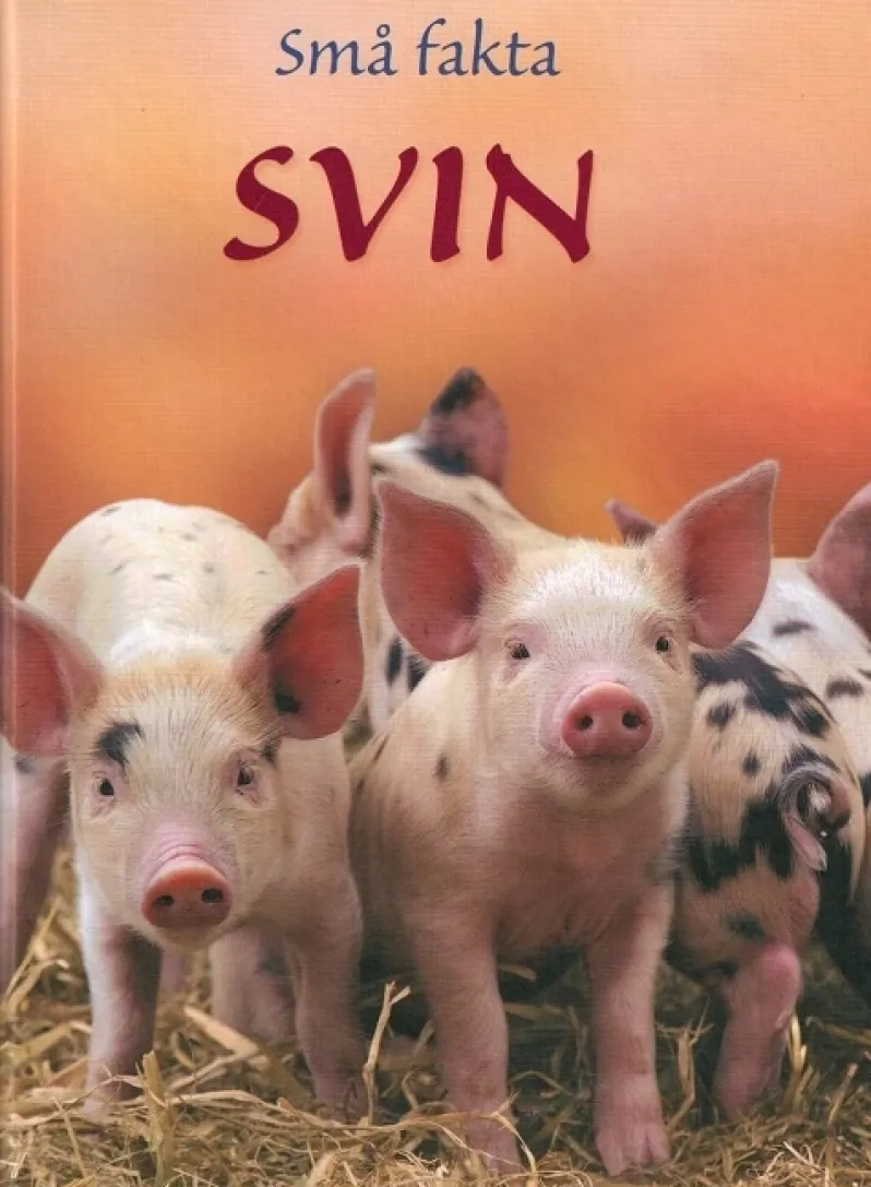 Små fakta: Svin