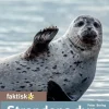 Strandens dyr