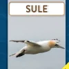 Sule