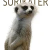 Surikater