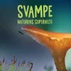 Svampe