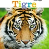 Tigre