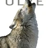 Ulve