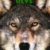 Ulve