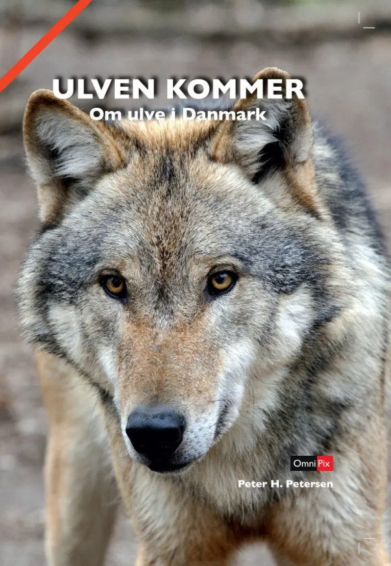 Ulven kommer